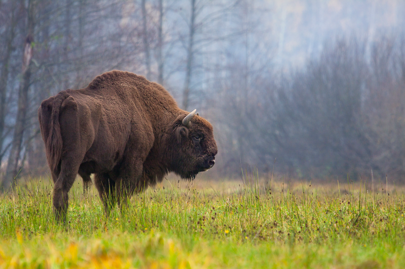 The modern European bison. (Image: Rafał Kowalczyk)